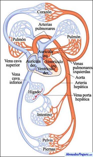 Frecuencia cardíaca