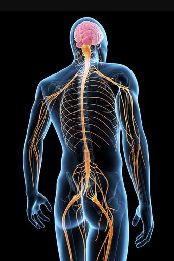 Enfermedades sistema neuromuscular