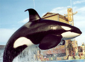 orcas, loro parque, loro park Tenerife