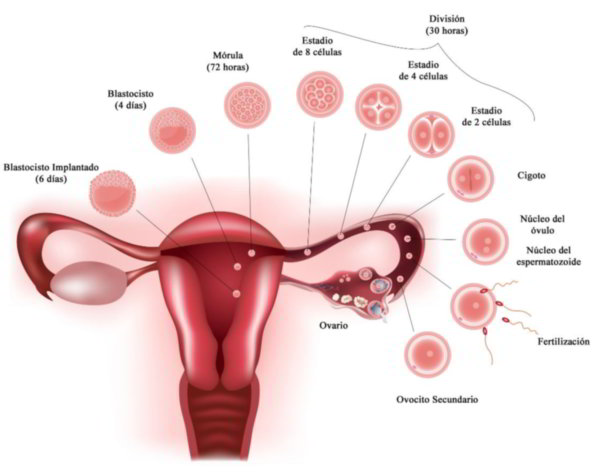 trompas utero anidacion