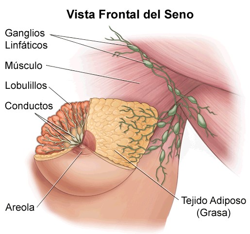 anatomia mama