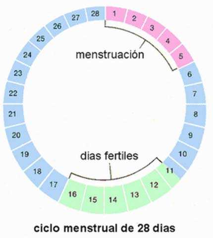 calculadora de ovulacion