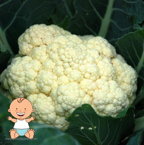 ¿Cuándo puede comer coliflor el bebé?