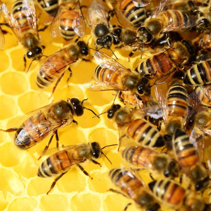 Día Mundial de las Abejas