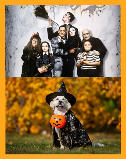 Disfraces Halloween para niños, adultos y mascotas