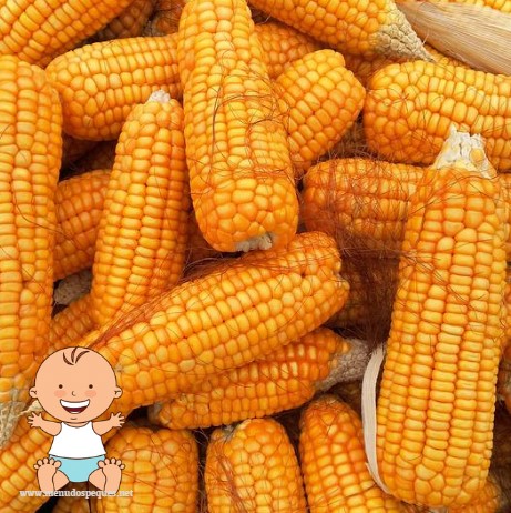 ¿Cuándo pueden comer maíz los bebés?