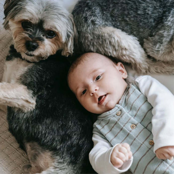 Prevenir problemas de comportamiento del perro con un bebé en casa: Consejos útiles para padres primerizos