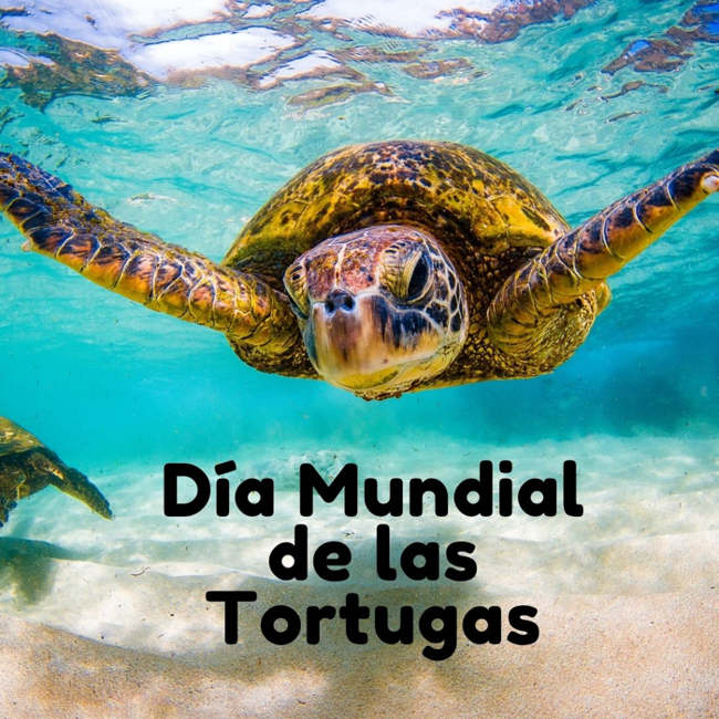 Día Mundial de las Tortugas 23 mayo, tortugas marinas 16 junios