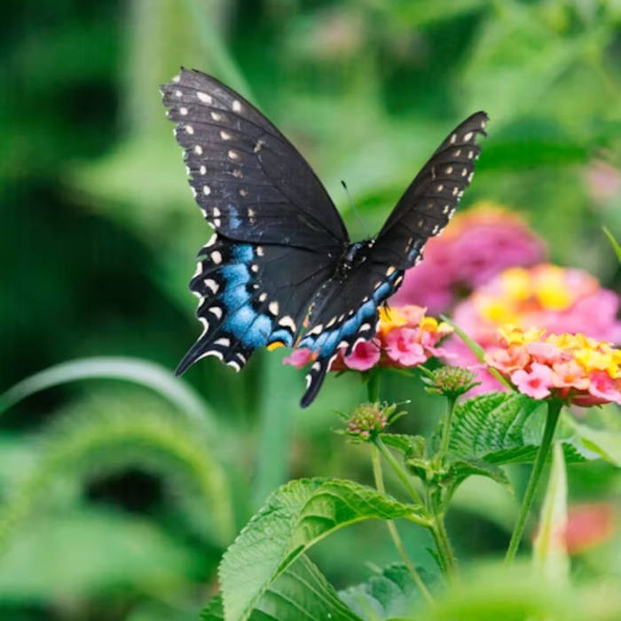 Descubriendo el Mundo de las Mariposas